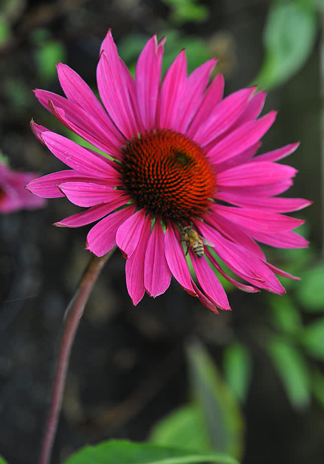 _Echinacea purpurea_ 'Ruby Glow'.
Foto: Sylvia Svensson