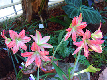 _Hippeastrum pardinum1, panteramaryllis_
