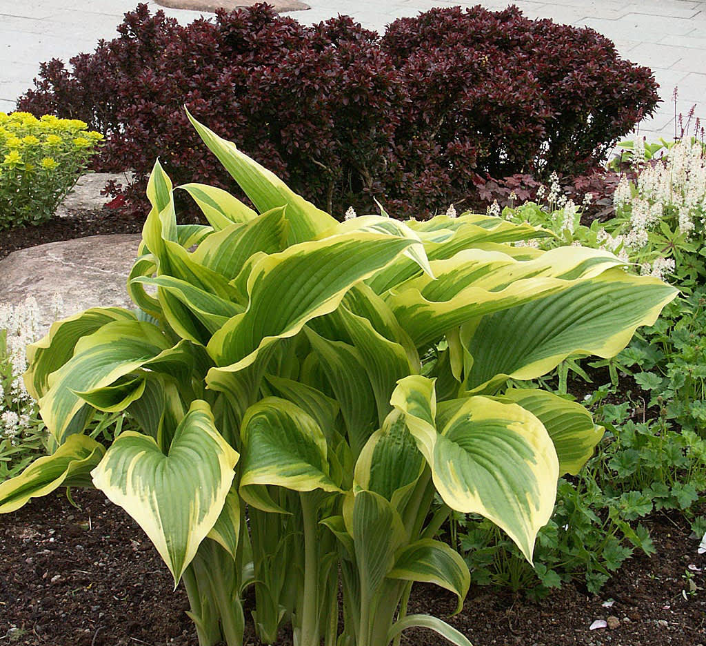 Funkia, _Hosta montana var. aureovariegata_ på våren.

Foto: Sylvia Svensson