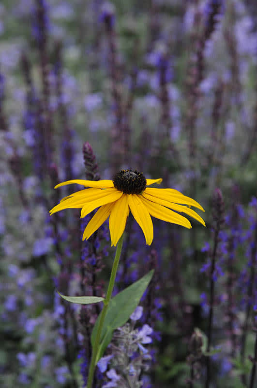 Rudbeckia fulgida var sullivantii 'Goldsturm'