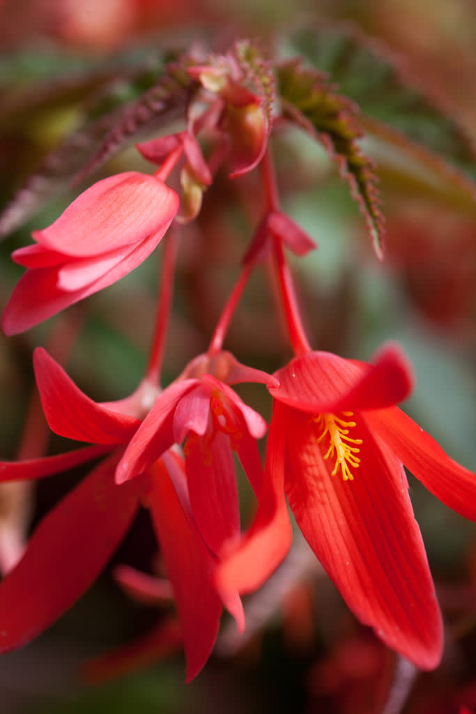 Röd hängbegonia i närbild. Foto: Blomsterfrämjandet