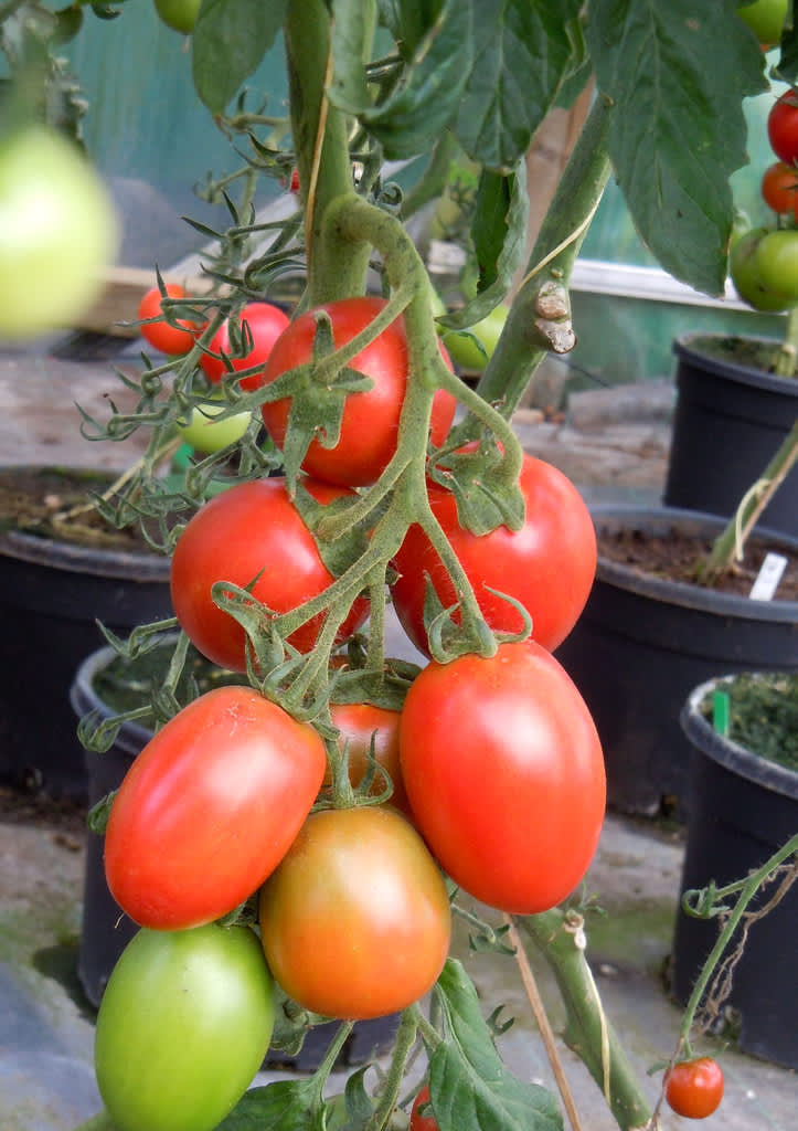 Tomatplantorna bör stå luftigt.
Foto: Sylvia Svensson

