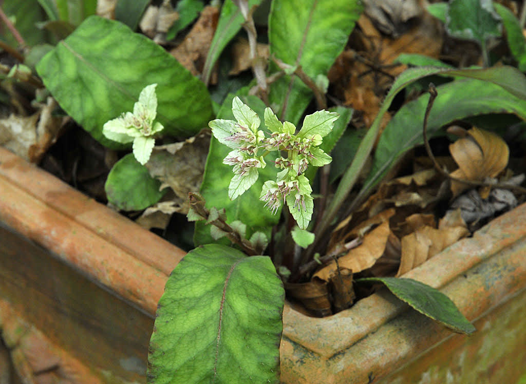 _Chrysosplenium macrophyllum_, silverpudra. Foto: Bernt Svensson
