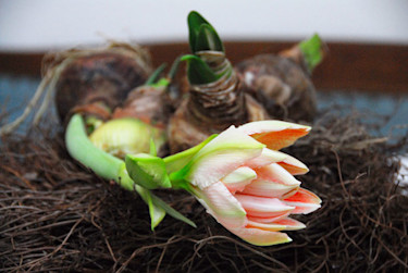 Amaryllis på lök med utslagen knopp.