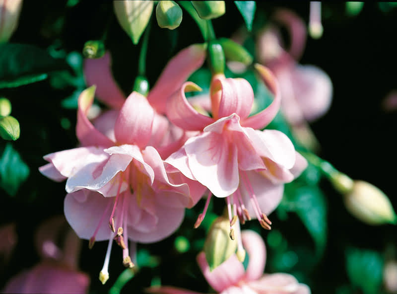 Fuchsia 'Pink Gallore'.