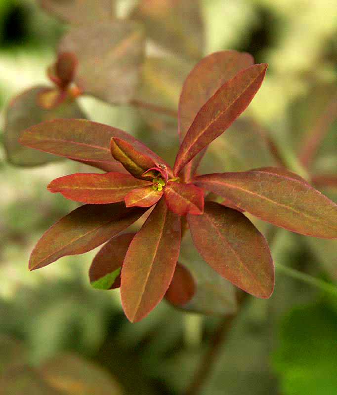 _Euphorbia dulcis_ 'Chameleon', söttörel i rabatten. Foto: Sylvia Svensson
