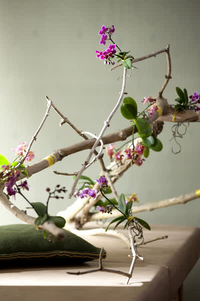 Orkidéer på trädgren ger ett annorlunda och lite dramatiskt intryck.Foto: Floradania