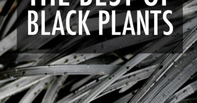 The Best of Black Plants
