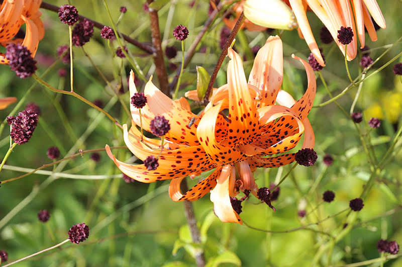 Tigerlilja, _Lilium lanciflorum_ 'Flora Pleno' med _Sanguisorba officinalis_ 'Tanna'.