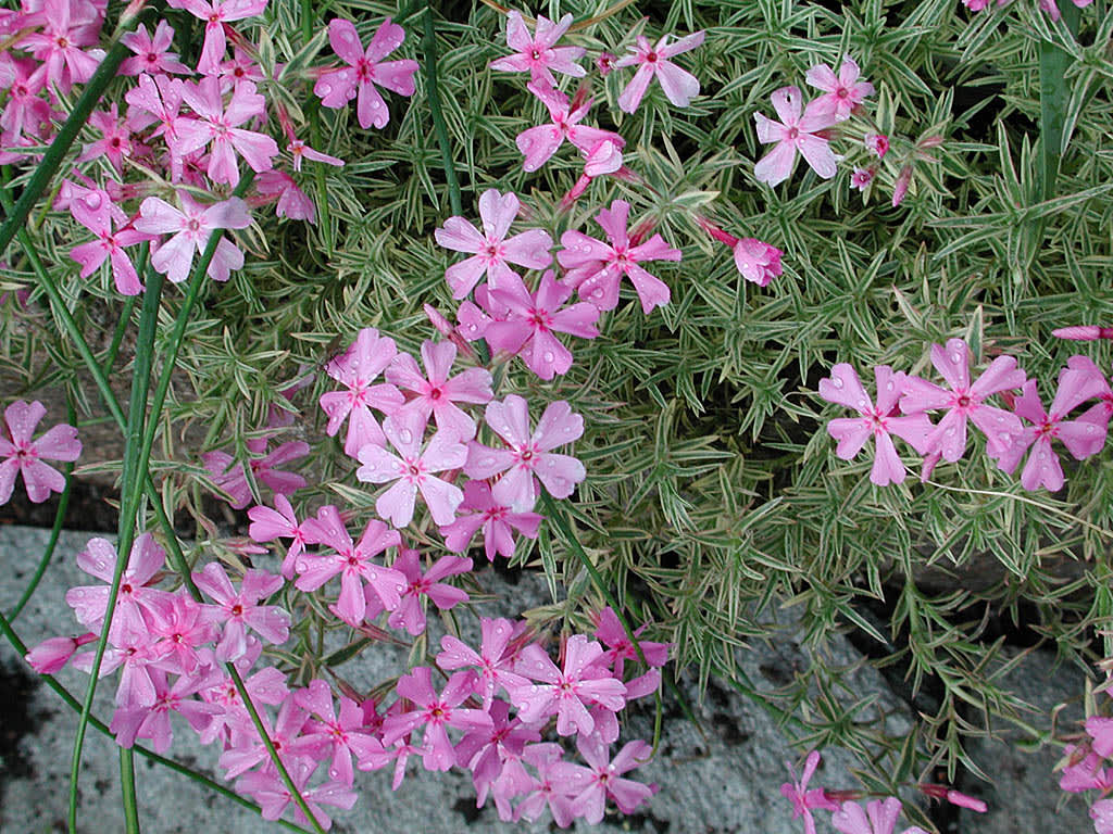 Rosenflox, _Phlox x procumbens_ 'Variegata'.