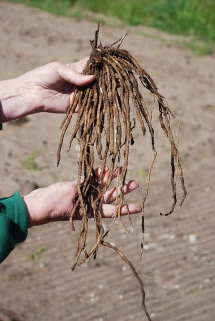 Sparrisrötterna kallas för kronor. Foto: Österlen Sparris.