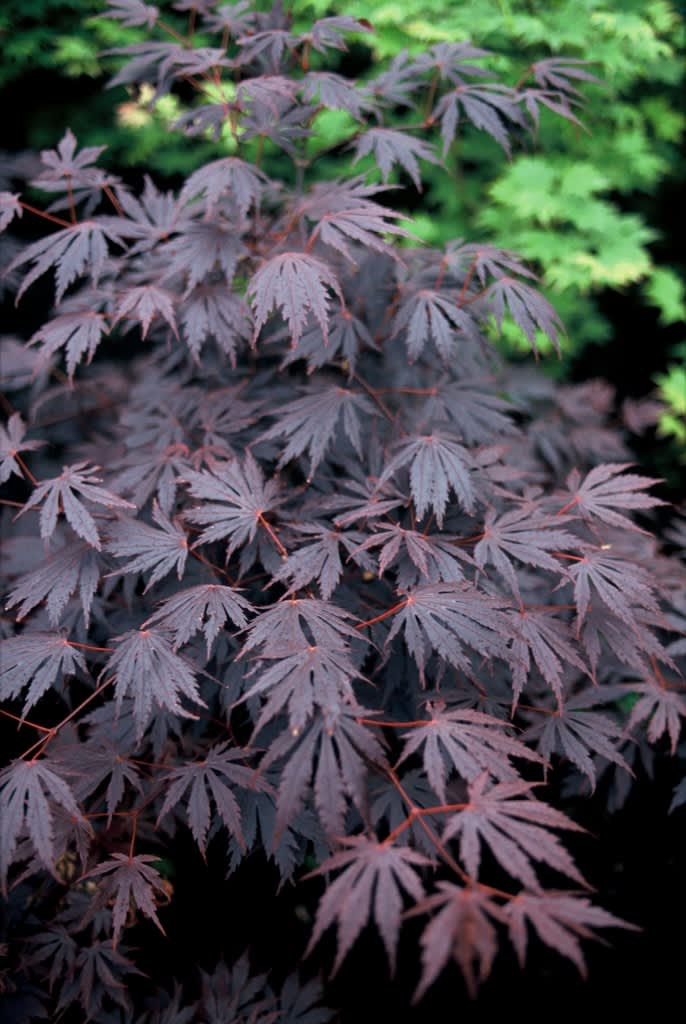 Rödbladiga sorten ’Yasemin’ är ett exempel på de mer högvuxna och upprättväxande japanska lönnarna. Foto: Lars Forslin