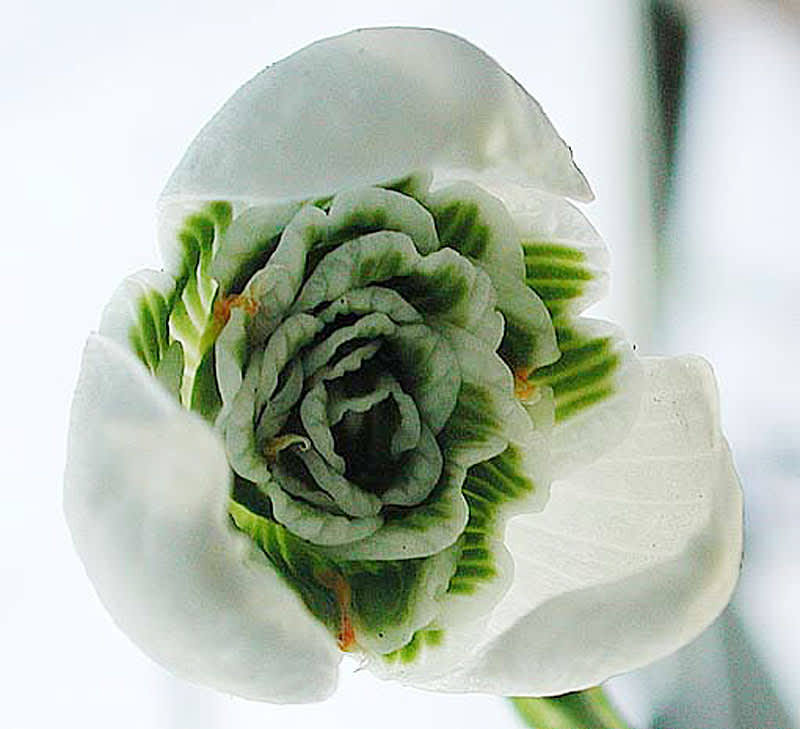 Snart kanske de första snödropparna tittar fram? Här en dubbel snödroppe. 
Foto: Bernt Svensson