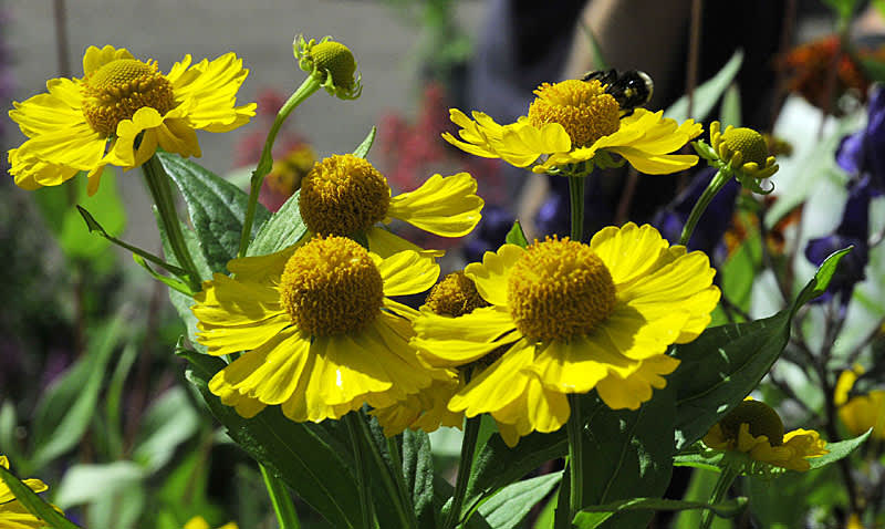 Solbrud, _Helenium 'Canary'_, sträcker sig mot augustisolen.
Foto: Bernt Svensson
