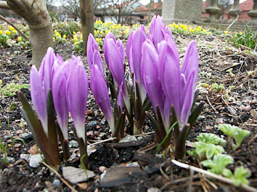 _Colchicum vernum_.