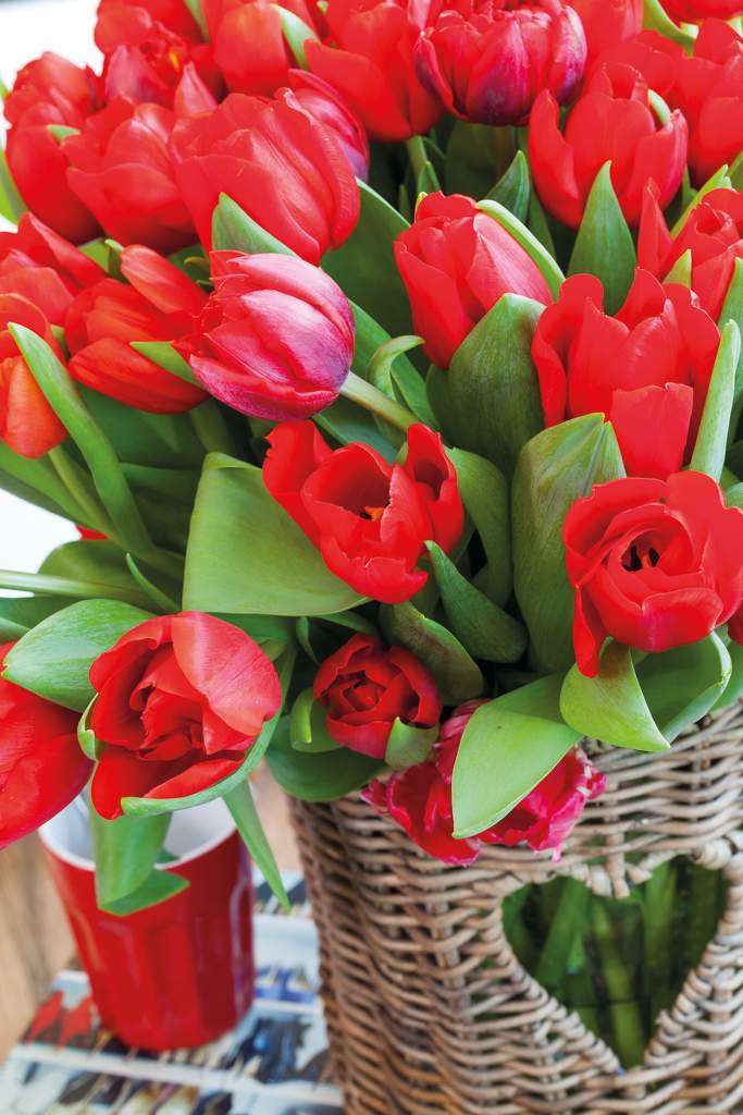 Tulpaner i kärlekens härligt röda färg. Foto: Blomsterfrämjandet