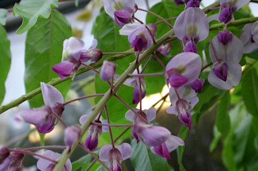 _Wisteria sinensis_.