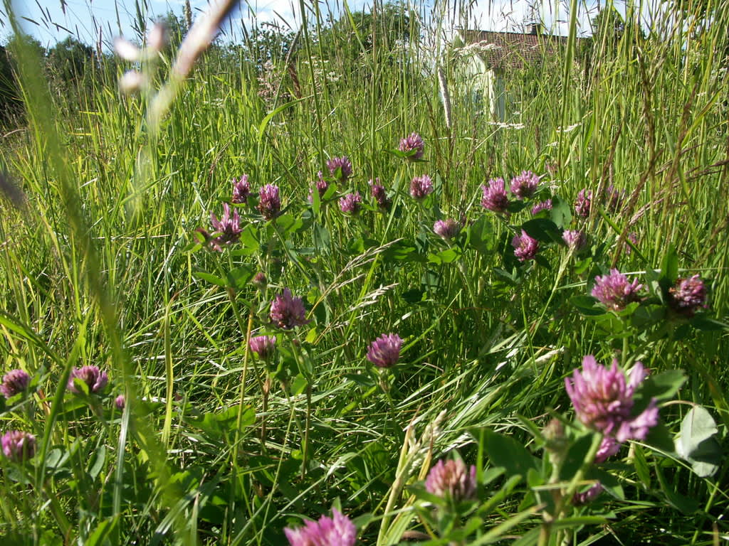 Rödklöver, _Trifolium patense_.
Foto. Sylvia Svensson