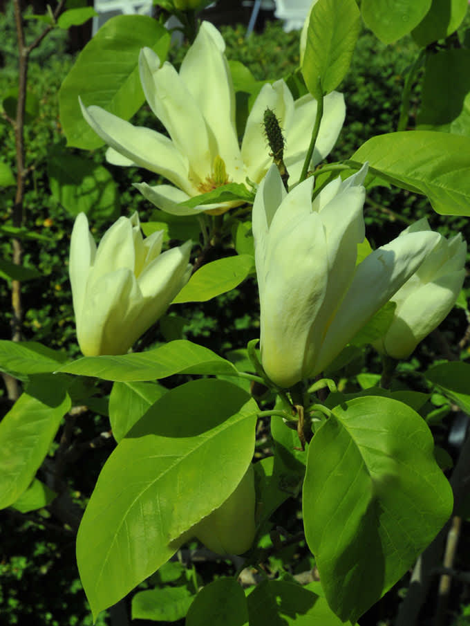 Magnolia 'Elisabeth' minner mig om min väninna.