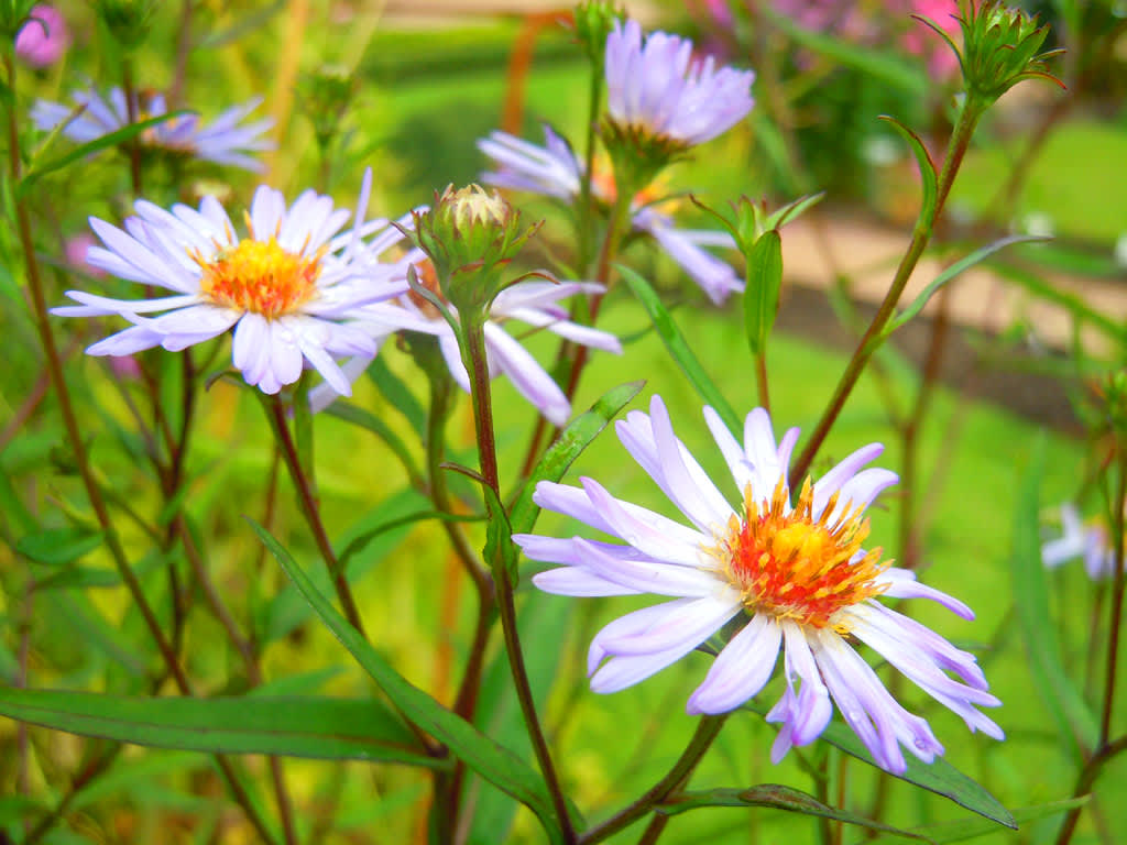 Aster från Urshult, Småland. 
Foto: Sylvia Svensson