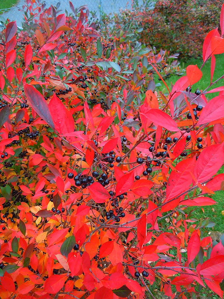 Svartaronia, _Aronia melanocarpa 'Hugin'_. Foto: Sylvia Svensson