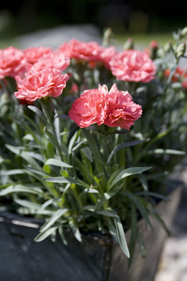 Trädgårdsnejlika, _Dianthus caryophyllus_. Foto: Blomsterfrämjandet.