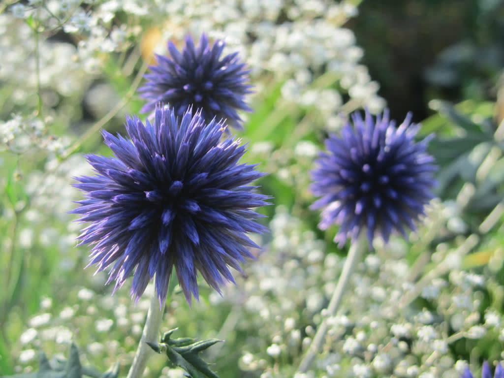 Blå bolltistel, _Echinops bannaticus_, vald till Årets perenn 2012. 
Foto: Marie Andersson