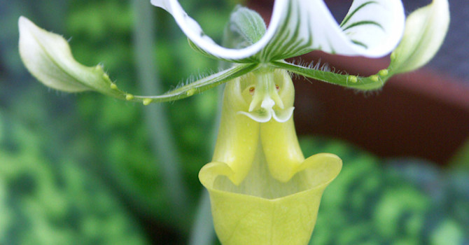 _Paphiopedalum mauridae_ 'Grex'.