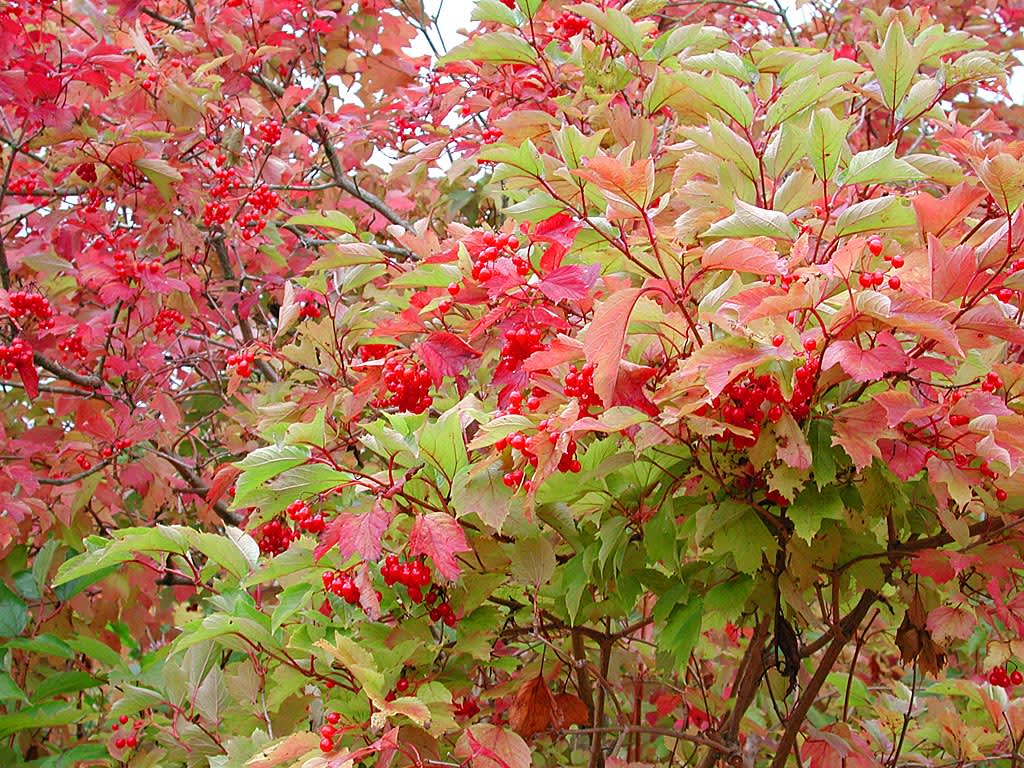 Skogsolvon, _Viburnum opulus_. 
Foto: Sylvia Svensson