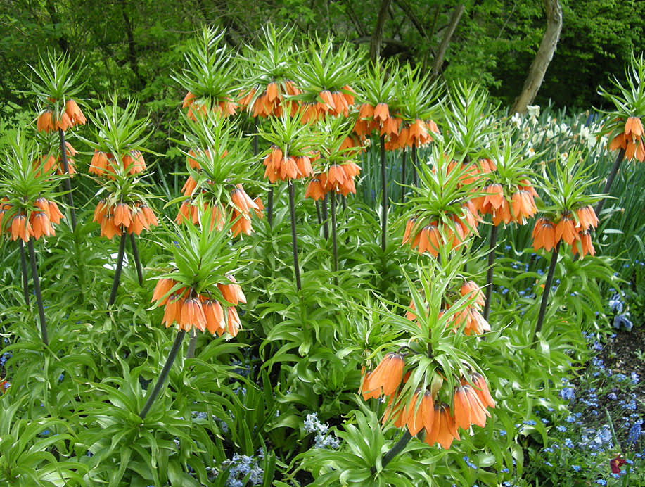 Fritillaria imperialis 'Aurora'. Foto: Sylvia Svensson