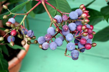 Bär av Fuchsia paniculata