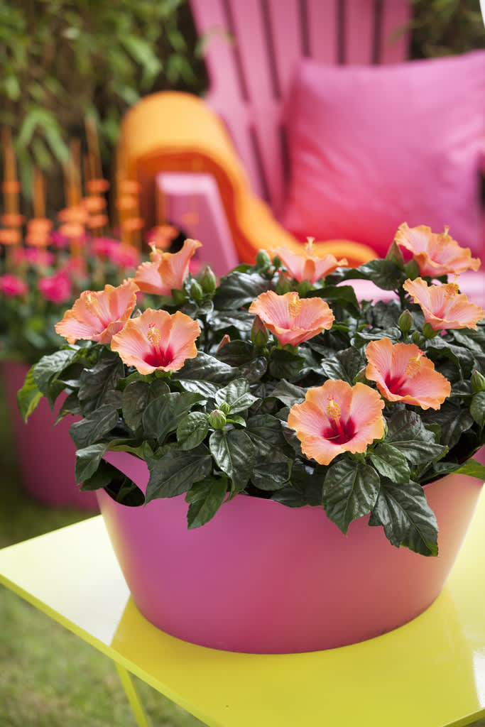 Njut av din vackra hibiskus under lång tid.
Foto: Floradania