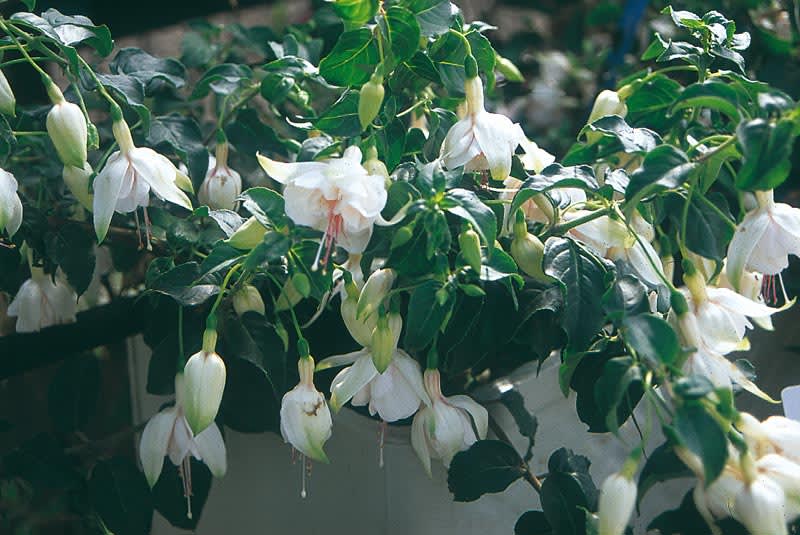 Vit fuchsia i vit kruka. Foto: Blomsterfrämjandet/Syngenta.