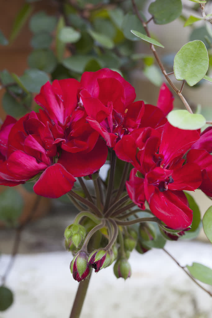 Årets pelargon 2013, _Pelargonium x hortorum_ Tango-serien. 'Velvet Red'
Foto: Blomsterfrämjandet/Annika Christensen