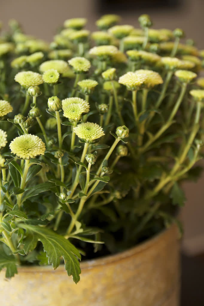 Krysantemum 'Greenery Mix'. Foto: Blomsterfrämjandet.