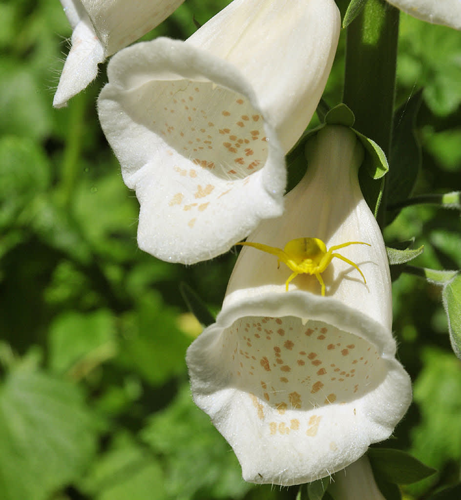 Blomkrabbspindel på ljusgul fingerborgsblomma. Foto: Bernt Svensson