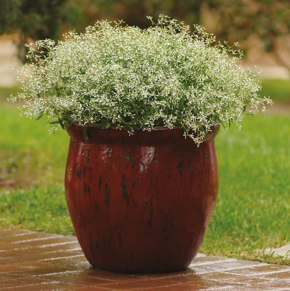 Snötörel, Euphorbia ’Glitz’