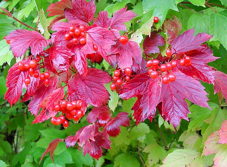 _Viburnum opulus_ med bär i höstfärg.
Foto: Sylvia Svensson 
