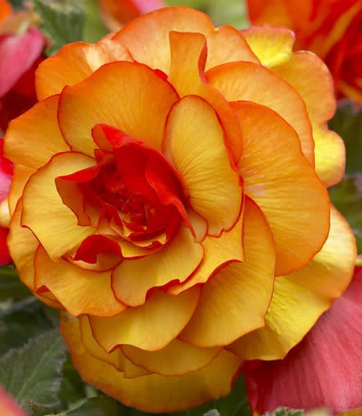 Begonia x tuberhybrida 'Harlequin'