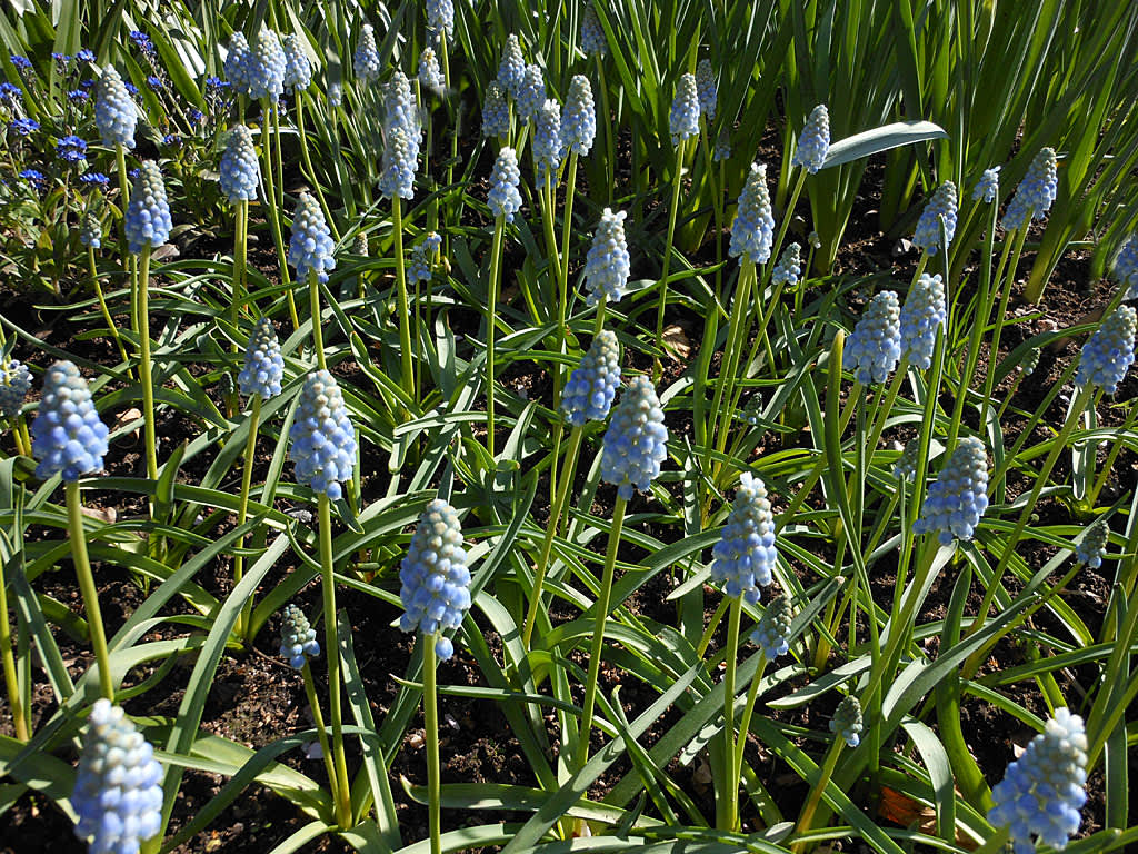 Muscari 'Peppermint', foto Sylvia Svensson