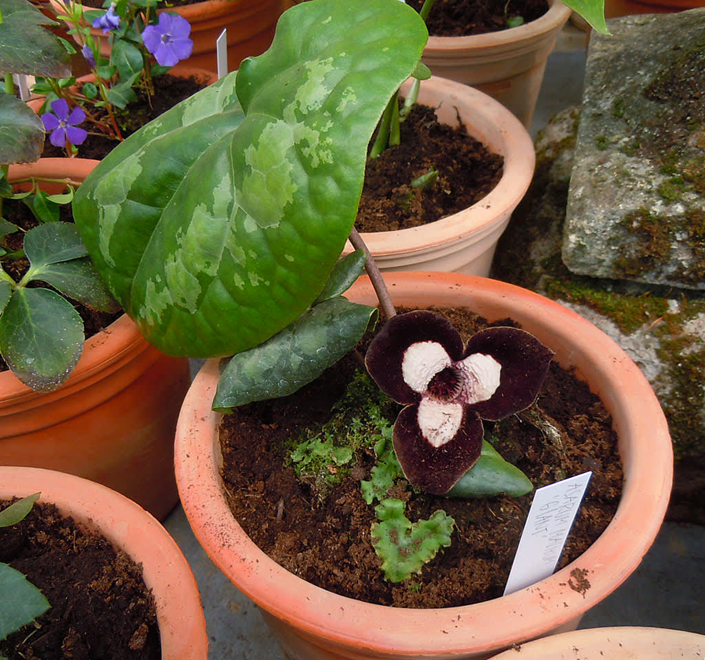 _Asarum maximum_ 'Giant', pandahasselört.
Foto: Sylvia Svensson