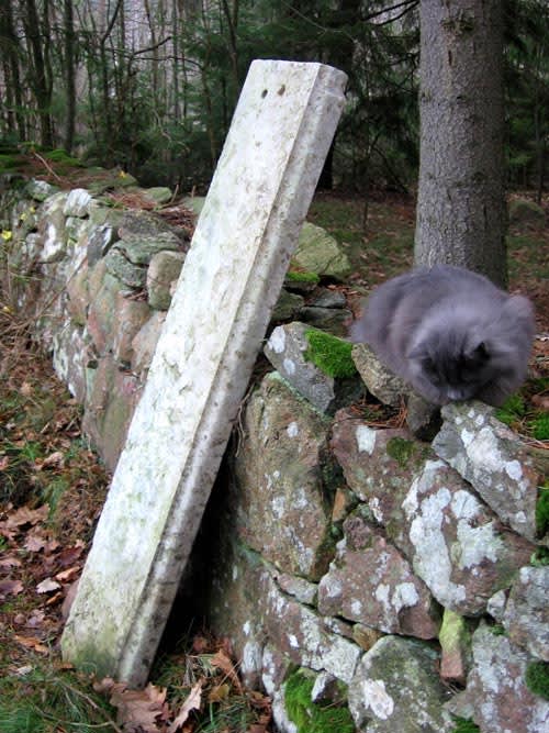Stenfynd i väntan på att få bli bänk, sällskapat av katten Foxie.