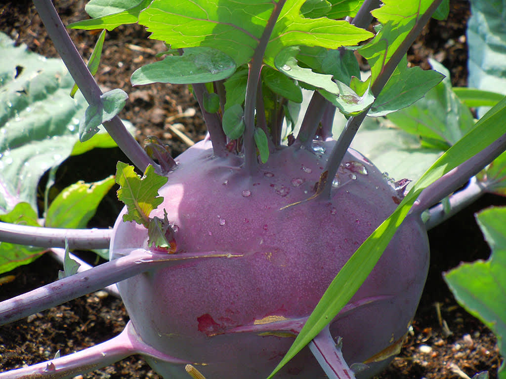 Kålrabbi, _Brassica oleracea_, är en vacker grönsak.
Foto: Sylvia Svensson