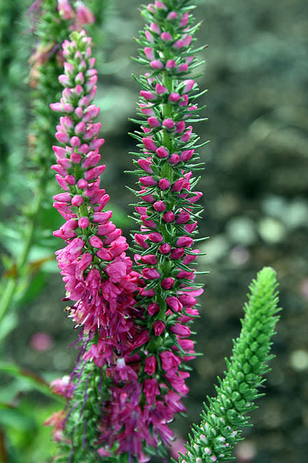 _Veronica spicata_ 'Rotfuchs'. Foto: Odla.nu.