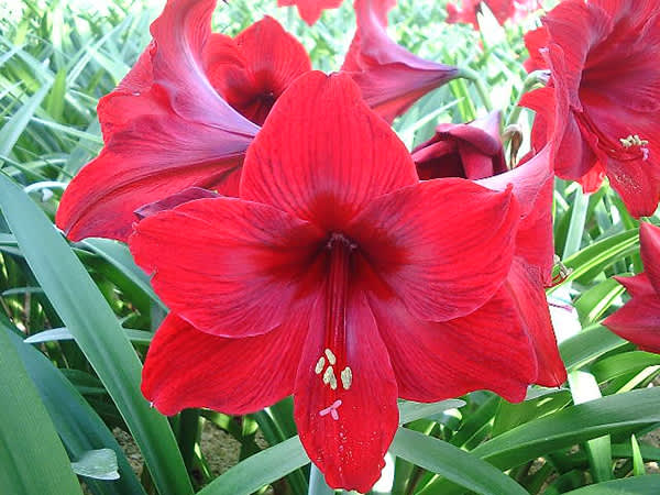 Mörkt karminröda amaryllisen 'Red Pearl' blir kanske din favoritamaryllis?
Foto: [Odla.nuShop](http://erbjudande.odla.nu/a/)