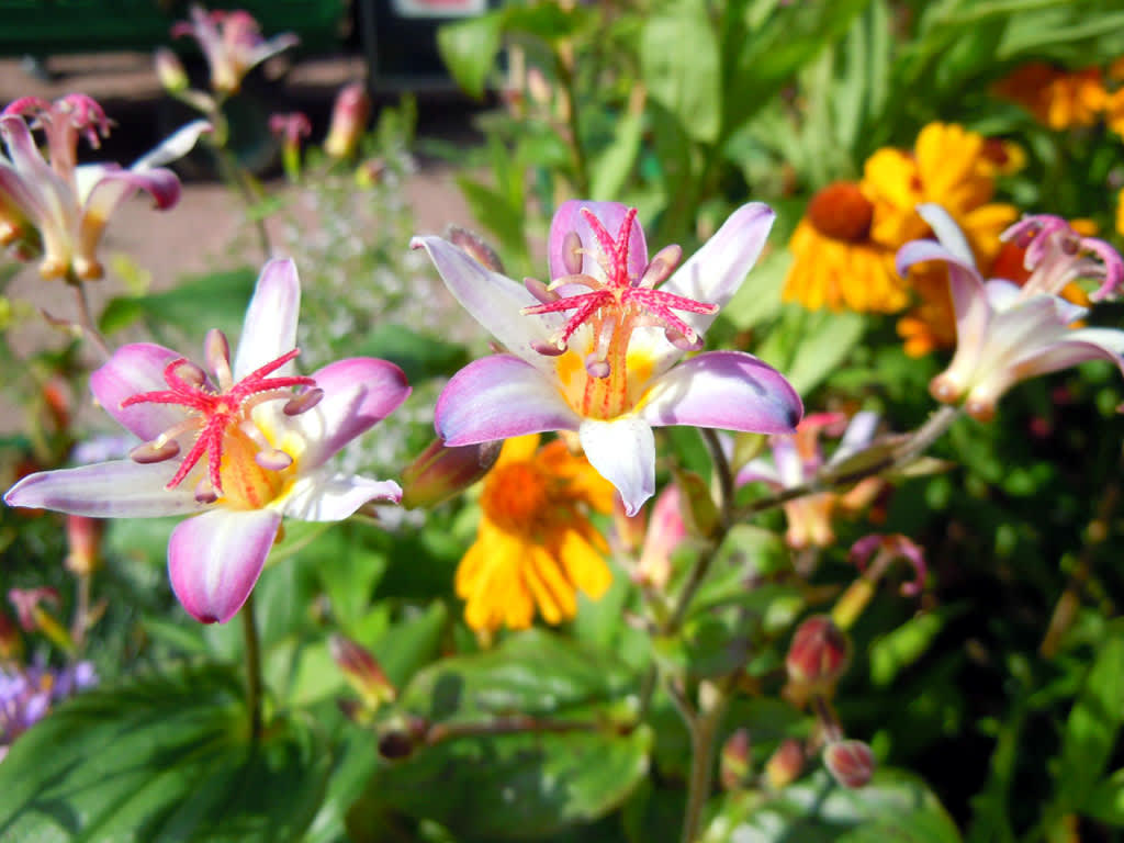 Skugglilja, _Tricyrtis_ 'Tojen', i förgrunden. Foto: Sylvia Svensson