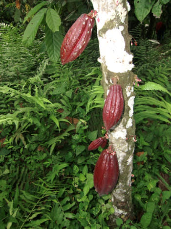 Kakaoträd med frukter.
Foto: Skandinaviska Trädgårdsprodukter AB
