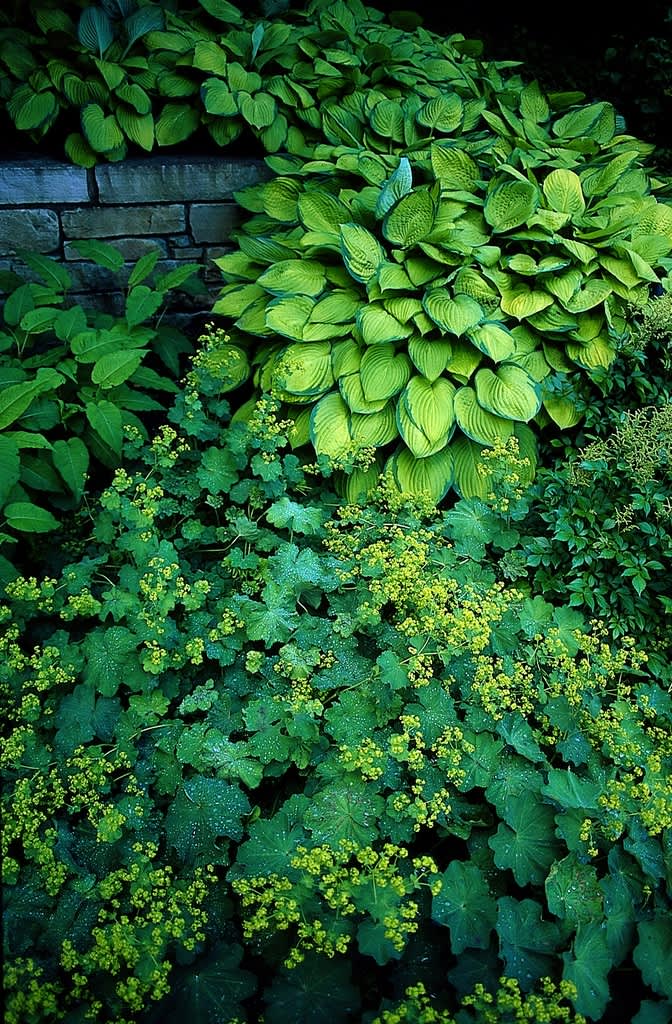 Jättedaggkåpa och funkior fungerar fint ihop. Daggkåpans limegula blommor går igen i det gula hos ’Gold Standard’.