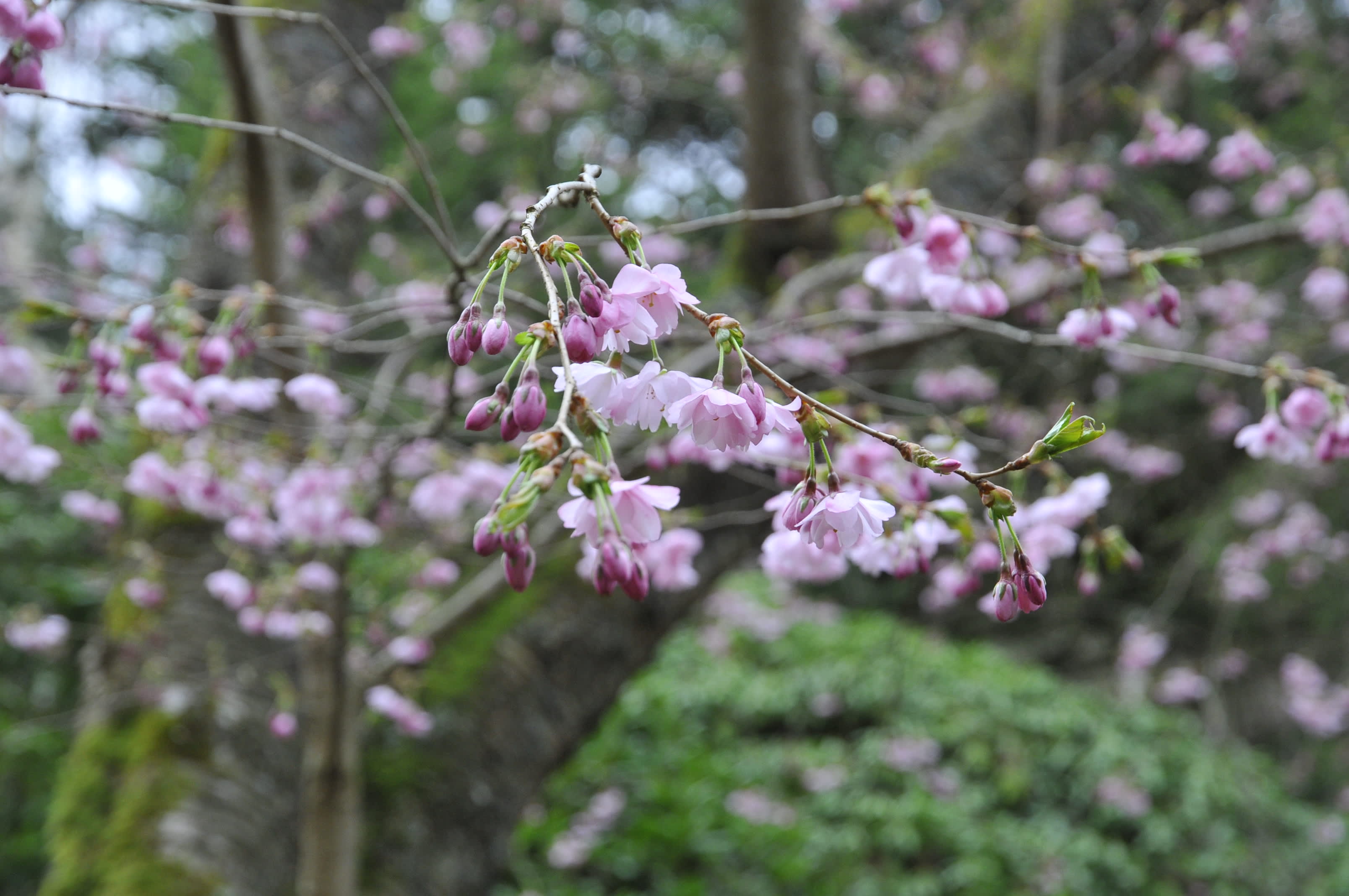 Prunus 'Accolade' i Japandalen i Göteborgs Botan. Foto: Bernt Svensson