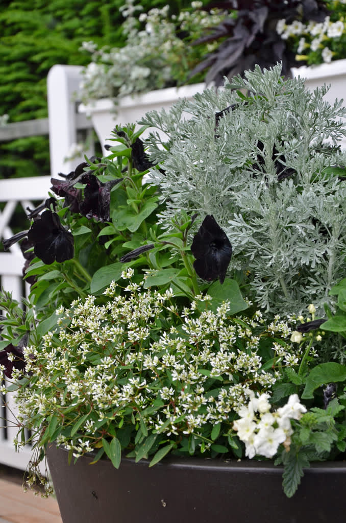 Petunia ’Velvet’ och malört bakom trädgårdsverbena och snöflinga. Svart kruka, vitt staket. Foto: Mäster Grön